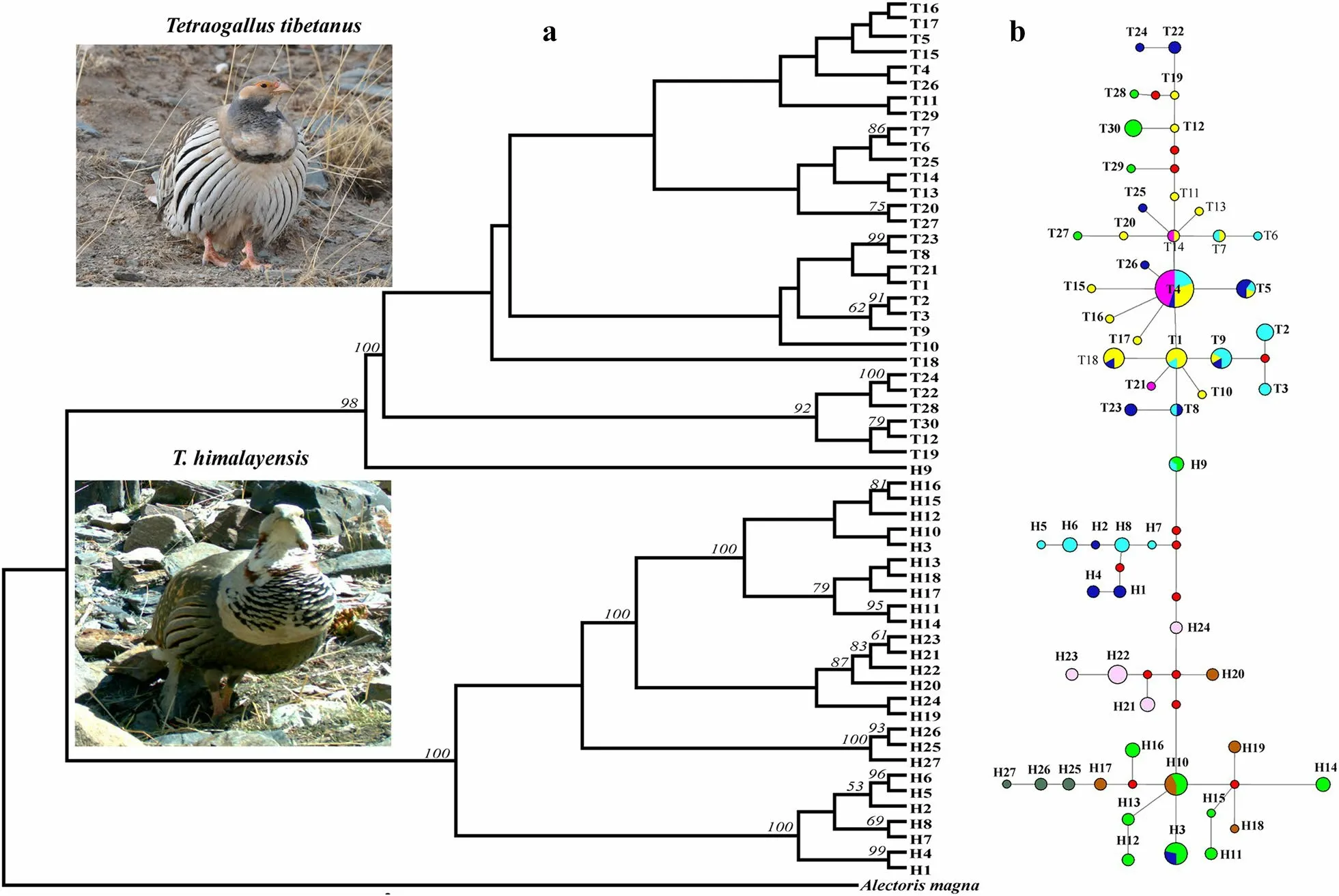 Comparative Phylogeography Of Two Sister Species Of Snowcock: Impacts ...