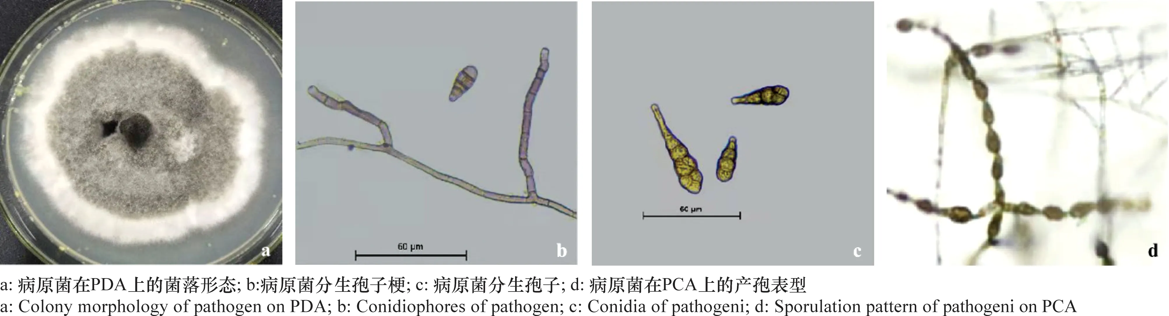 链格孢菌形态特征图片