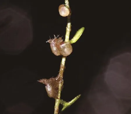 挖耳草的捕虫囊图片