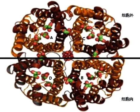 Study of the AQP4 expression in traumatic brain edema and multimodal ...