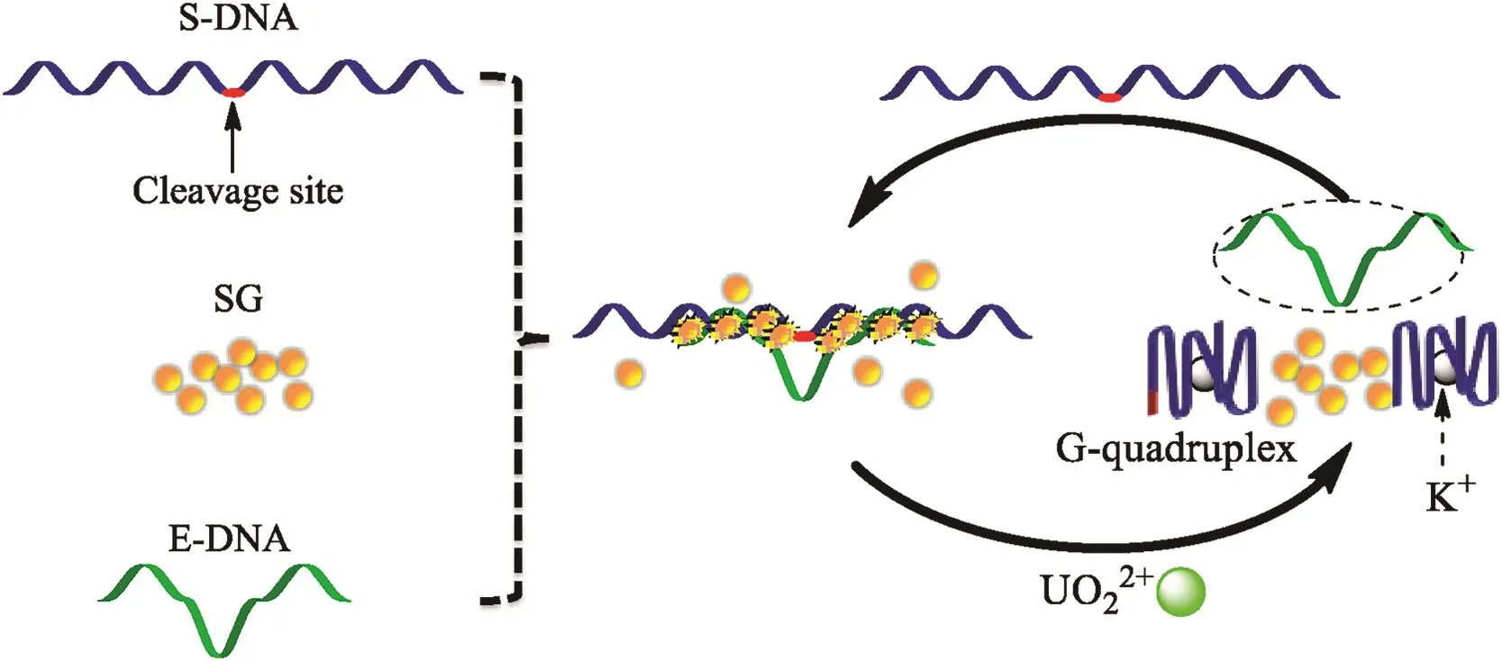 G-quadruplex-assisted Enzyme Strand Recycling For Ampli Fied Label-free ...