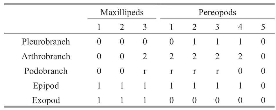 A New Genus And Species Of Shrimp (crustacea:axiidea:axiidae) From The 